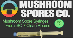 mushroom spores co OG image