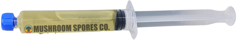 Golden Teacher mushroom spores in a syringe