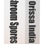 Orissa India spore syringe box