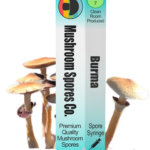 burma spore syringe