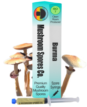 burma spore syringe